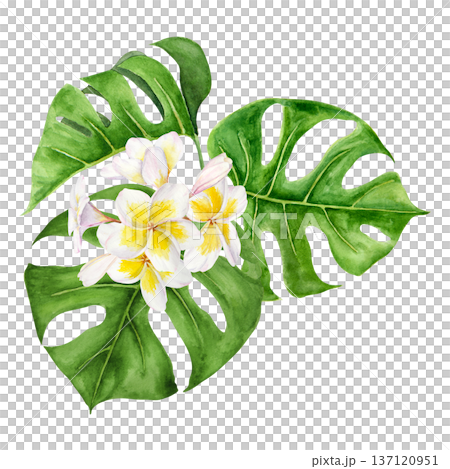 Watercolor illustration of tropical monstera leaves with white and yellow plumeria flowers arranged in lush composition. Hand painted botanical elements with rich green tones for travel summer project Watercolor illustration of tropical monstera leaves with white and yellow plumeria flowers arranged in lush composition. Hand painted botanical elements with rich green tones for travel summer project 137120951