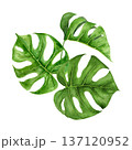 Watercolor illustration of three tropical monstera leaves arranged in organic composition. Hand painted botanical elements with rich green tones, detailed veins, natural gradients for summer project 137120952