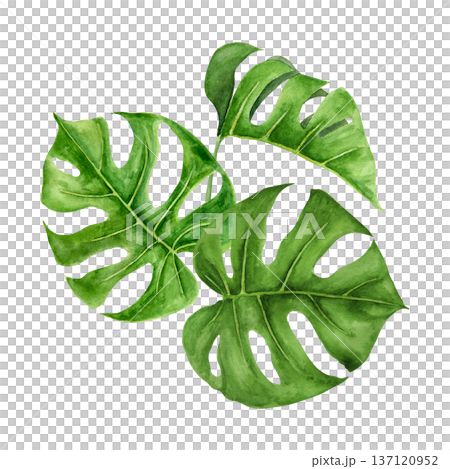 Watercolor illustration of three tropical monstera leaves arranged in organic composition. Hand painted botanical elements with rich green tones, detailed veins, natural gradients for summer project 137120952