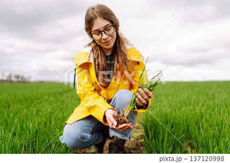 Farmer woman works in field, inspects the crop green wheat. Growing crops, green shoots. 137120998