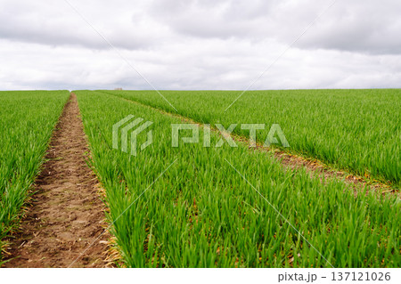 Field of green grass. Young plants growing in a farmer's field. Agriculture concept. Field of green grass. Young plants growing in a farmer's field. Agriculture concept. 137121026