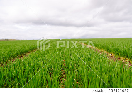 Field of green grass. Young plants growing in a farmer's field. Agriculture concept. Field of green grass. Young plants growing in a farmer's field. Agriculture concept. 137121027