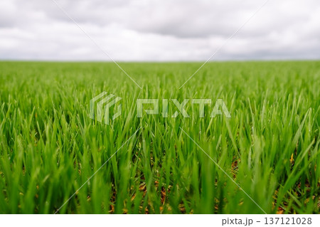 Field of green grass. Young plants growing in a farmer's field. Agriculture concept. Field of green grass. Young plants growing in a farmer's field. Agriculture concept. 137121028