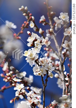 太宰府の梅（合格祈願など） 137121160