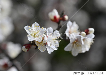 太宰府の梅（合格祈願など） 137121161