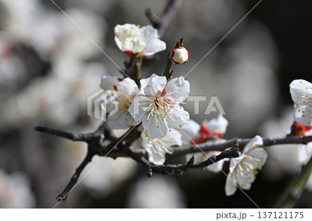 太宰府の梅（合格祈願など） 137121175