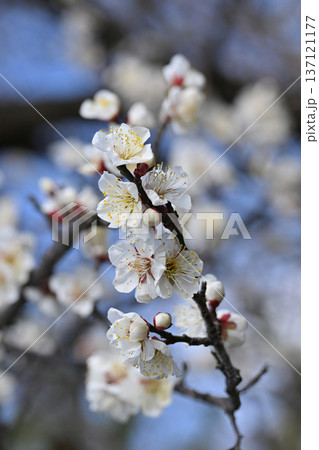 太宰府の梅（合格祈願など） 137121177