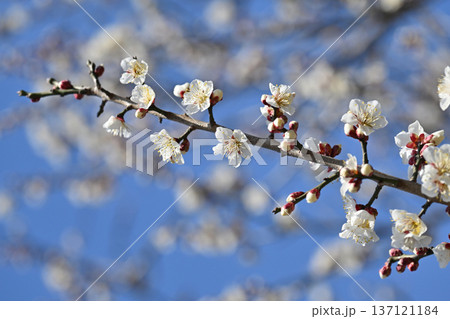太宰府の梅（合格祈願など） 137121184