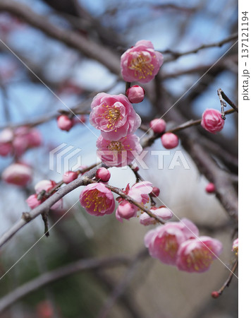 太宰府の梅（合格祈願など） 137121194