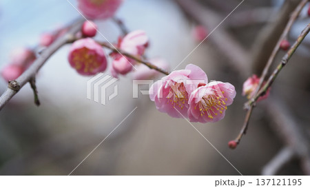 太宰府の梅（合格祈願など） 137121195
