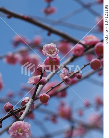 太宰府の梅（合格祈願など） 137121198