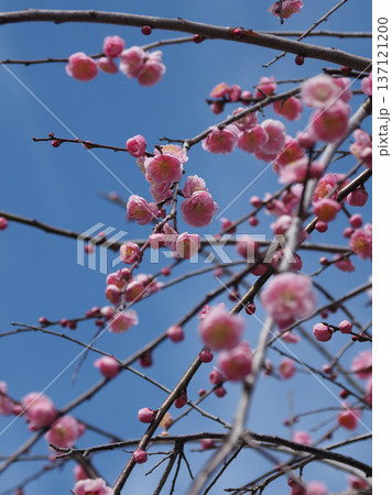 太宰府の梅（合格祈願など） 137121200