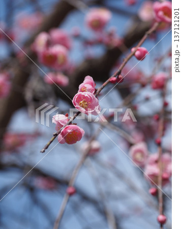太宰府の梅（合格祈願など） 137121201