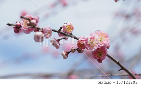 太宰府の梅（合格祈願など） 137121205