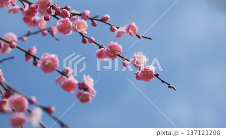 太宰府の梅（合格祈願など） 137121208