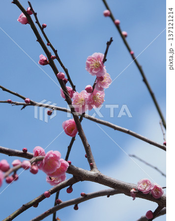 太宰府の梅（合格祈願など） 137121214