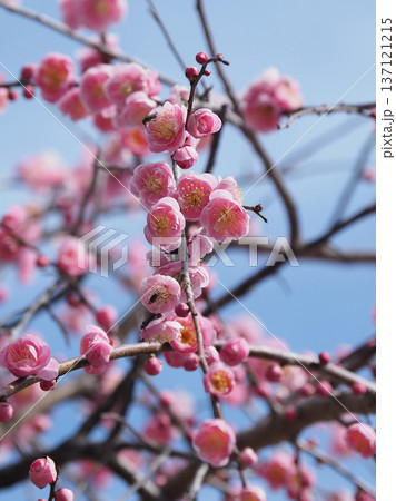 太宰府の梅（合格祈願など） 137121215
