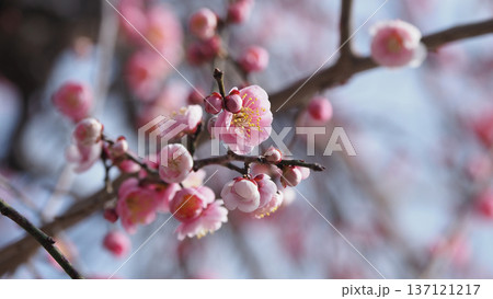 太宰府の梅（合格祈願など） 137121217