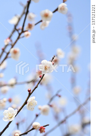 太宰府の梅（合格祈願など） 137121221