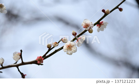 太宰府の梅（合格祈願など） 137121223