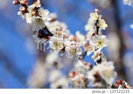 太宰府の梅（合格祈願など） 137121235