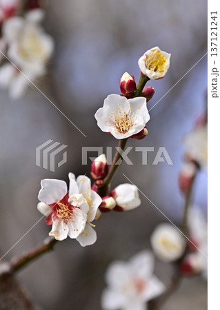 太宰府の梅（合格祈願など） 137121241