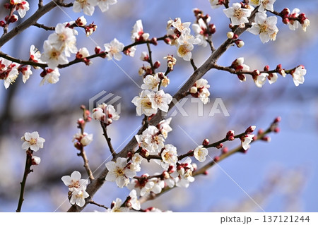 太宰府の梅（合格祈願など） 137121244