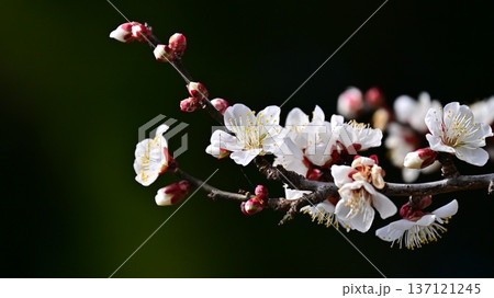 太宰府の梅（合格祈願など） 137121245