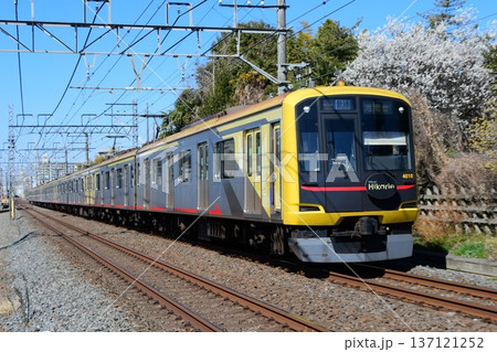 梅の花の横をゆく東急5050系4000番台4110F Hikarie 東上線内 梅の花の横をゆく東急5050系4000番台4110F Hikarie 東上線内 137121252