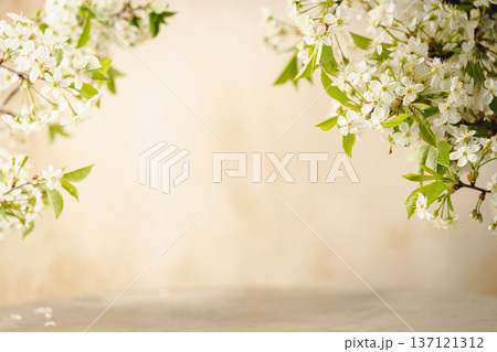 branches of blossoming cherry branches of blossoming cherry 137121312