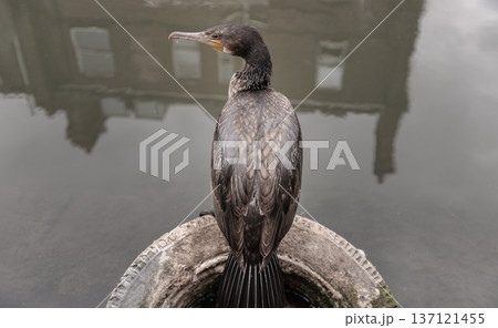 Little Cormorant (Microcarbo niger) also known as an Indian Cormorant or Water Crow is standing on an old tire partially submerged in water. Little Cormorant (Microcarbo niger) also known as an Indian Cormorant or Water Crow is standing on an old tire partially submerged in water. 137121455