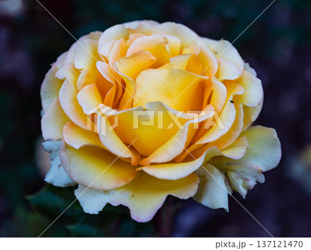 Beautiful Rose Flowers 'Pride of Cheshire' or 'About Face' (WEKosupalz) on Dark background, is an orange grandiflora rose cultivar are orange-yellow on the outside, with a reverse of dark orange-red. Beautiful Rose Flowers 'Pride of Cheshire' or 'About Face' (WEKosupalz) on Dark background, is an orange grandiflora rose cultivar are orange-yellow on the outside, with a reverse of dark orange-red. 137121470