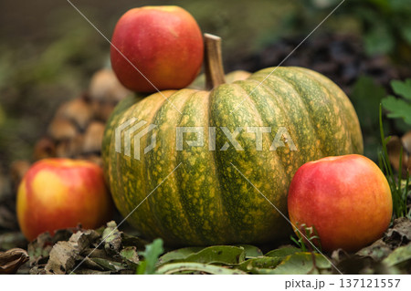 Fresh autumn harvest still life with a green pumpkin surrounded by red apples on the ground. Fresh autumn harvest still life with a green pumpkin surrounded by red apples on the ground. 137121557