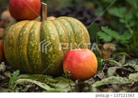 Fresh autumn harvest still life with a green pumpkin surrounded by red apples on the ground. Fresh autumn harvest still life with a green pumpkin surrounded by red apples on the ground. 137121563