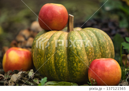 Fresh autumn harvest still life with a green pumpkin surrounded by red apples on the ground. Fresh autumn harvest still life with a green pumpkin surrounded by red apples on the ground. 137121565