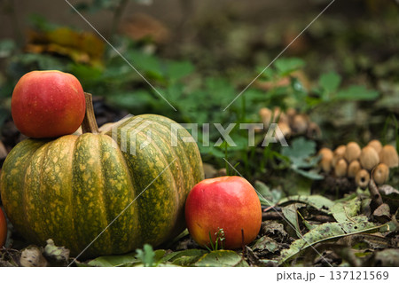 Fresh autumn harvest still life with a green pumpkin surrounded by red apples on the ground.  137121569