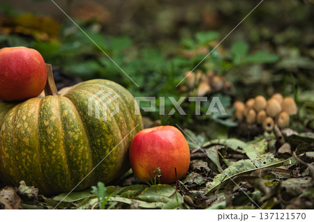 Fresh autumn harvest still life with a green pumpkin surrounded by red apples on the ground. Fresh autumn harvest still life with a green pumpkin surrounded by red apples on the ground. 137121570