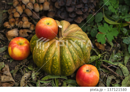 Fresh autumn harvest still life with a green pumpkin surrounded by red apples on the ground.  137121580