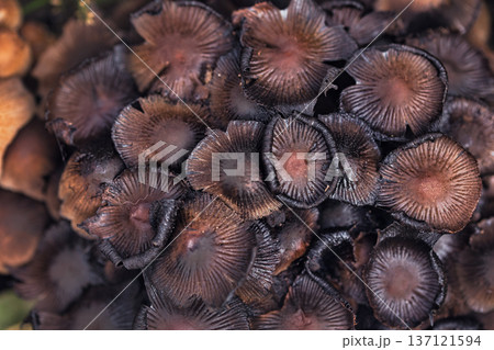 Cluster of small wild mushrooms growing on the forest floor among fallen leaves and green grass. Natural autumn woodland fungi scene with earthy textures, perfect for nature, ecology. Cluster of small wild mushrooms growing on the forest floor among fallen leaves and green grass. Natural autumn woodland fungi scene with earthy textures, perfect for nature, ecology. 137121594
