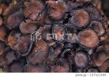 Cluster of small wild mushrooms growing on the forest floor among fallen leaves and green grass. Natural autumn woodland fungi scene with earthy textures, perfect for nature, ecology. Cluster of small wild mushrooms growing on the forest floor among fallen leaves and green grass. Natural autumn woodland fungi scene with earthy textures, perfect for nature, ecology. 137121595