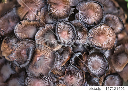 Cluster of small wild mushrooms growing on the forest floor among fallen leaves and green grass. Natural autumn woodland fungi scene with earthy textures, perfect for nature, ecology. 137121601