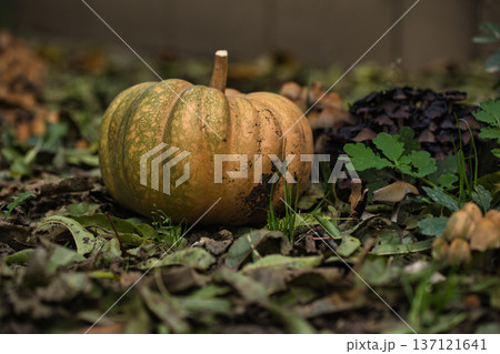 Autumn pumpkin resting on the ground surrounded by fallen leaves and wild mushrooms in a forest garden setting. 137121641