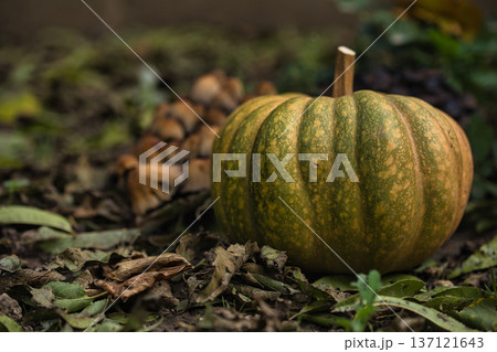 Autumn pumpkin resting on the ground surrounded by fallen leaves and wild mushrooms in a forest garden setting. Autumn pumpkin resting on the ground surrounded by fallen leaves and wild mushrooms in a forest garden setting. 137121643