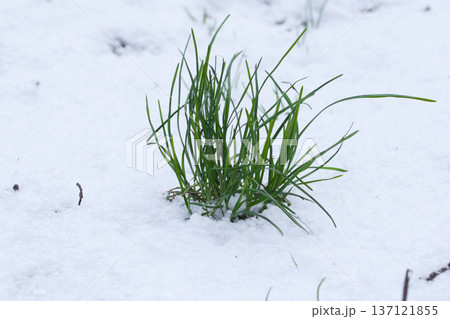 Fresh green grass blades emerging through white snow in early winter or spring thaw, symbolizing resilience, renewal, and seasonal transition in nature. 137121855