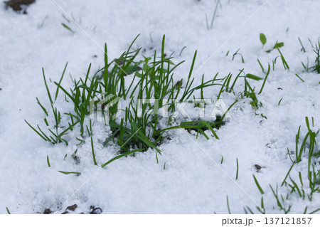 Fresh green grass blades emerging through white snow in early winter or spring thaw, symbolizing resilience, renewal, and seasonal transition in nature. Fresh green grass blades emerging through white snow in early winter or spring thaw, symbolizing resilience, renewal, and seasonal transition in nature. 137121857