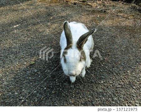 かわいいうさぎ かわいいうさぎ 137121975
