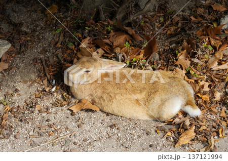 振り向くうさぎ 137121994