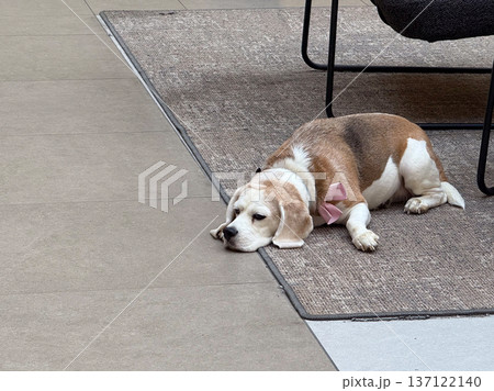 Beagle resting on carpet indoors. Comfort, calmness, pets, companionship and peaceful home moments. Beagle resting on carpet indoors. Comfort, calmness, pets, companionship and peaceful home moments. 137122140