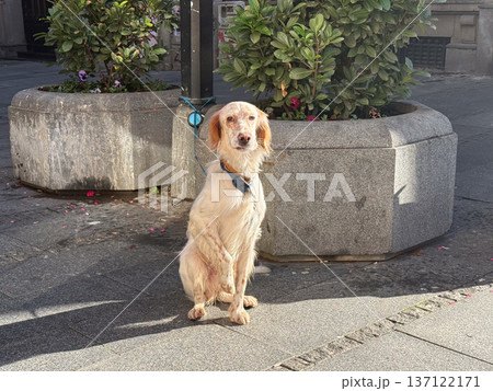 English setter dog sitting alone near planter on city sidewalk under sunlight. Patience, loyalty, urban moment, quiet waiting, gentle connection between pet and human routine in daily street life. English setter dog sitting alone near planter on city sidewalk under sunlight. Patience, loyalty, urban moment, quiet waiting, gentle connection between pet and human routine in daily street life. 137122171