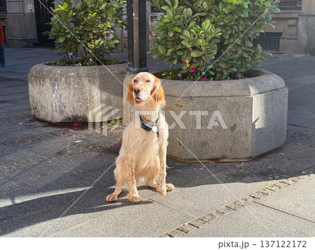 English setter dog sitting alone near planter on city sidewalk under sunlight. Patience, loyalty, urban moment, quiet waiting, gentle connection between pet and human routine in daily street life. 137122172